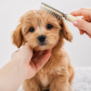 Puppy care